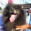 fluffy dark dog with dog hanging out