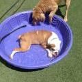 dog laying in a purple kiddie pool
