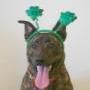 st patricks day