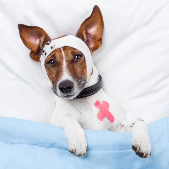 Protecting Your Pet from Heartworm Disease