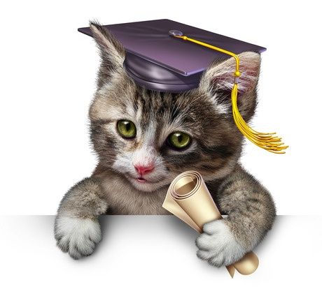 9 Cat Facts (AKA the 9 lies of cats)