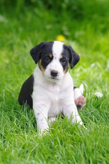 Puppy Socialization