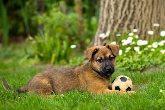 The Stages of Puppy Socialization