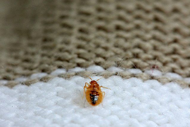 Woman putting her hands under a mattress to check for bed bugs