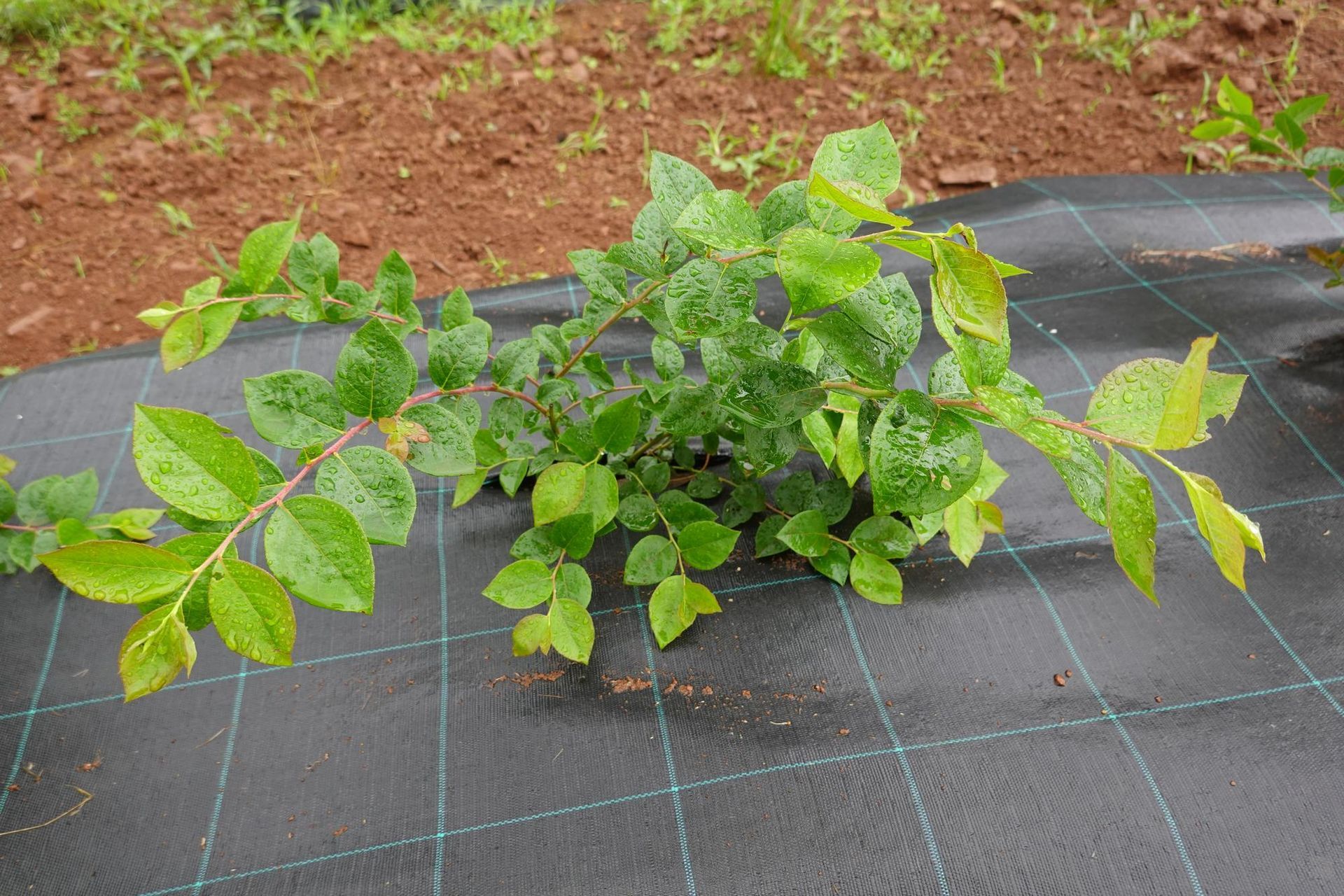 A young blueberry bush with vibrant green, rain-speckled leaves grows in soil covered by black landscape fabric.