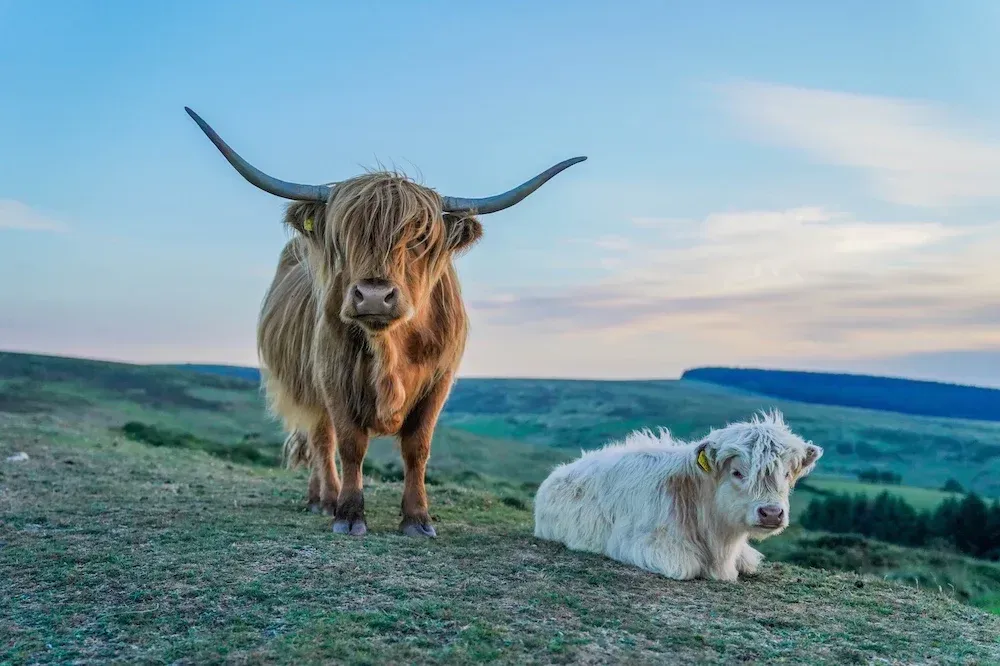 a cow and a calf are standing next to each other on top of a hill.