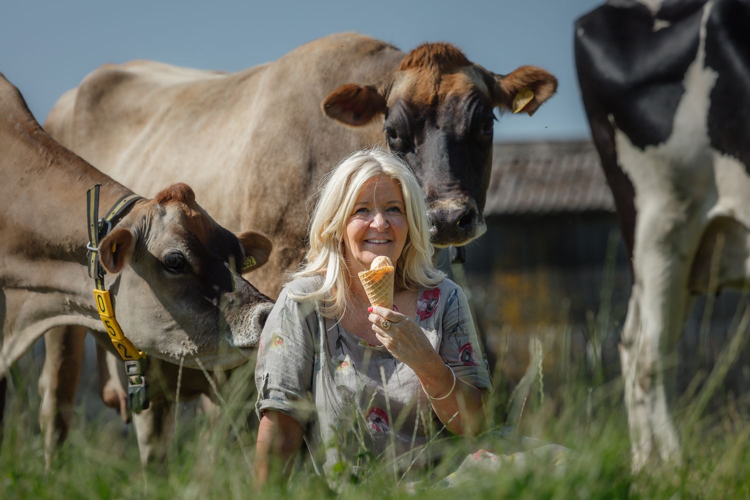 a woman is eating an ice cream cone in a field with cows .