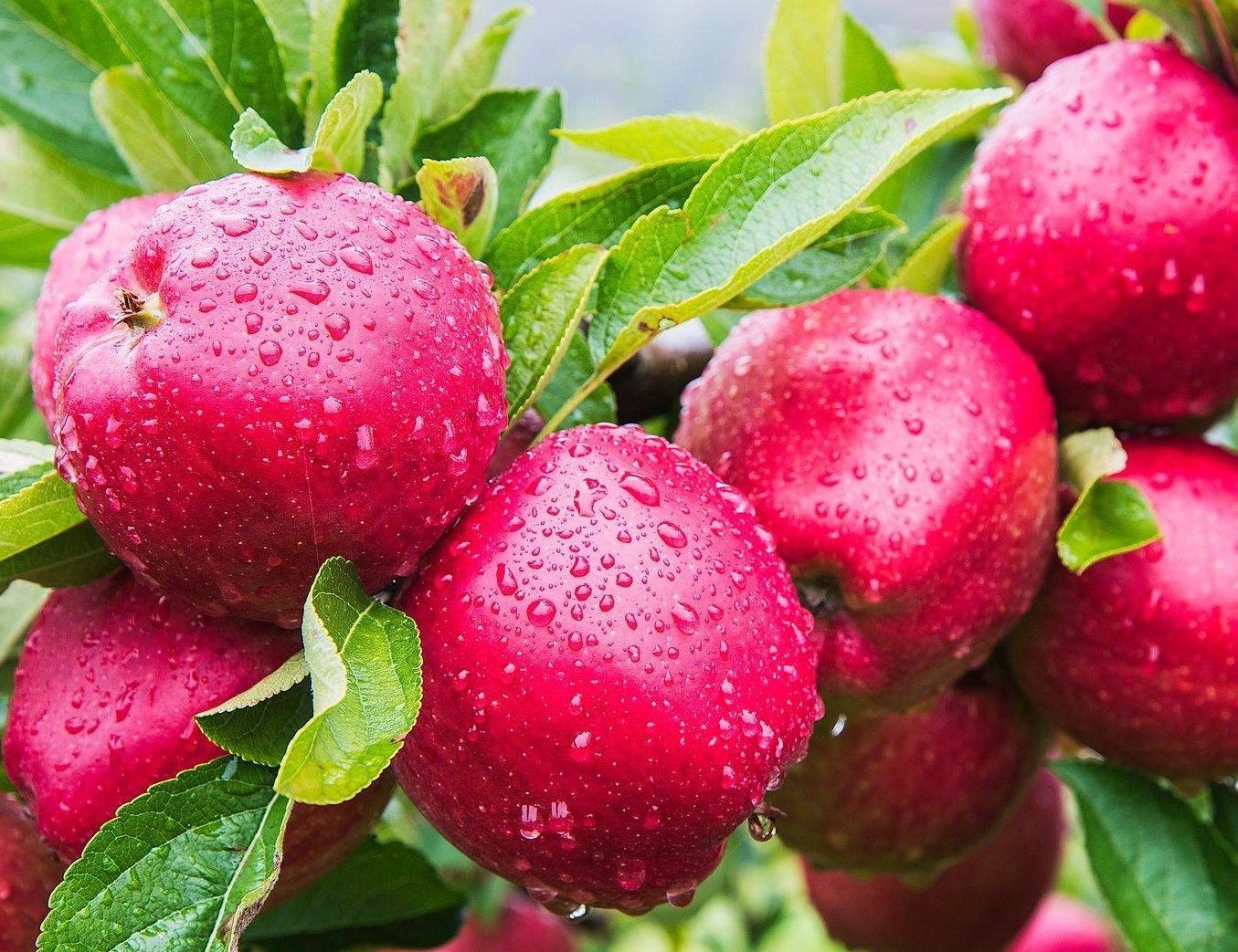 a bunch of red apples hanging from a tree
