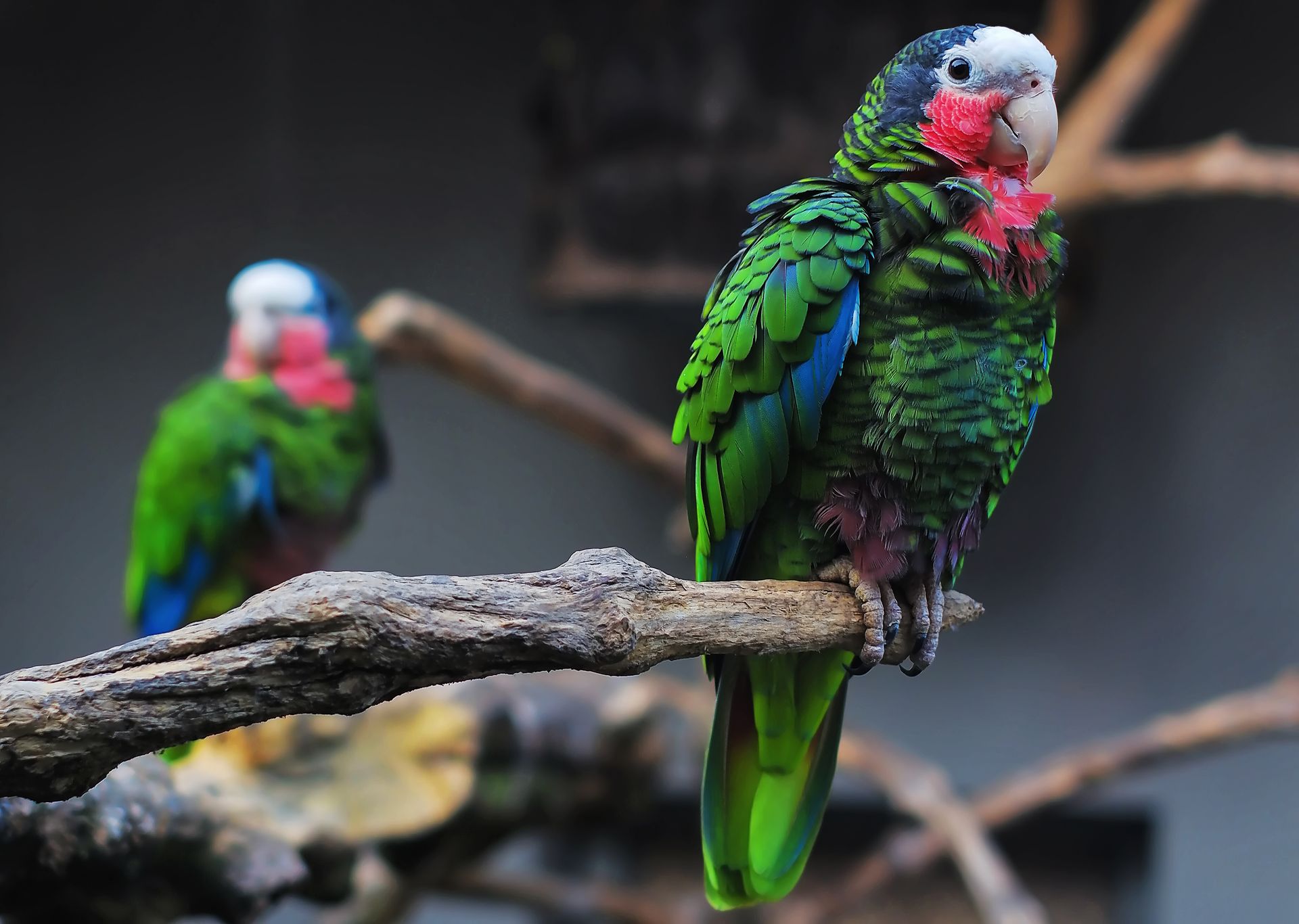 Two green and red parrots perched on a branch, one in focus, the other blurred in the background.