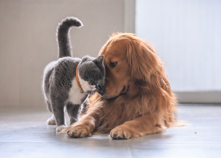 The Dr. Dean Show episode on how pets and animals help the human soul