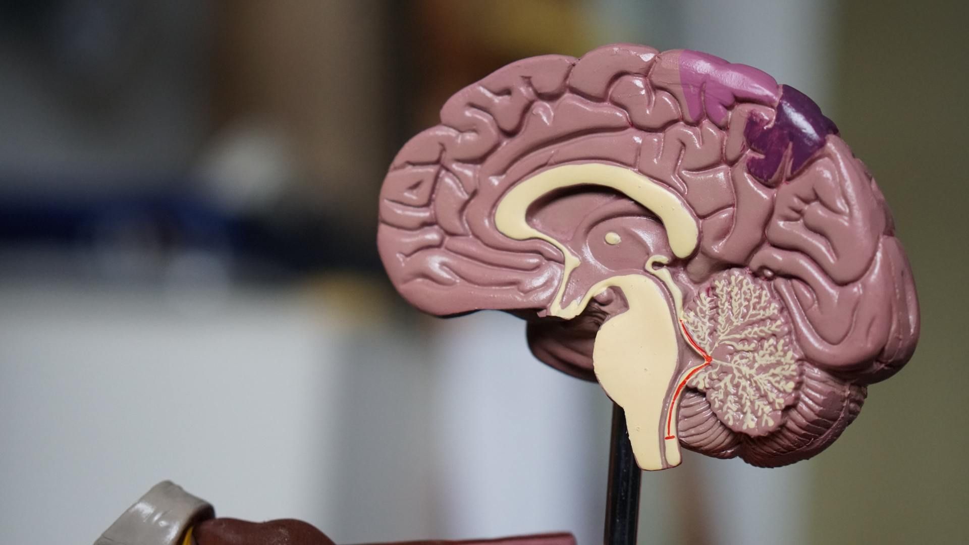 an image with the parts of the brain