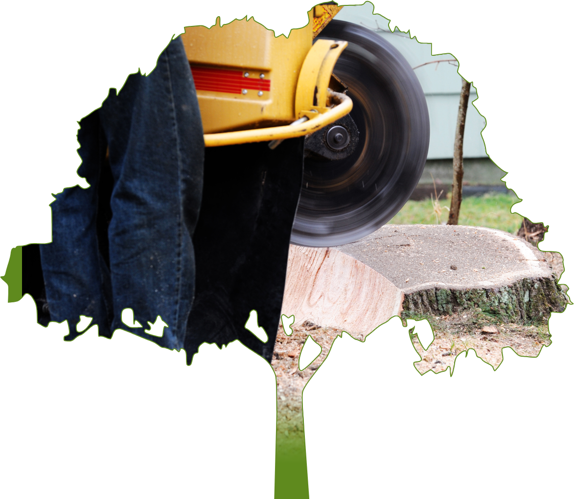 heavy equipment removing tree stump