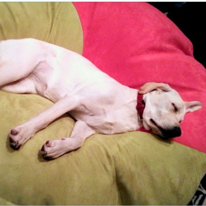 Poltrona sacco Nuvola + cane