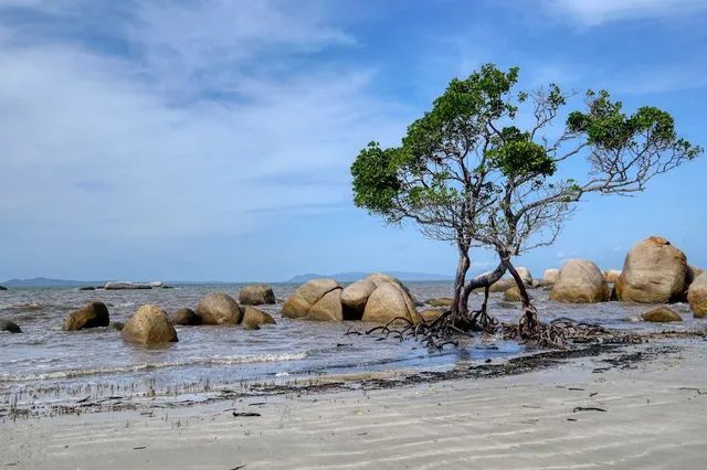 A Tree Is Growing In The Middle Of A Rocky Beach — Haydyn's Cleaning In Eli Waters, QLD