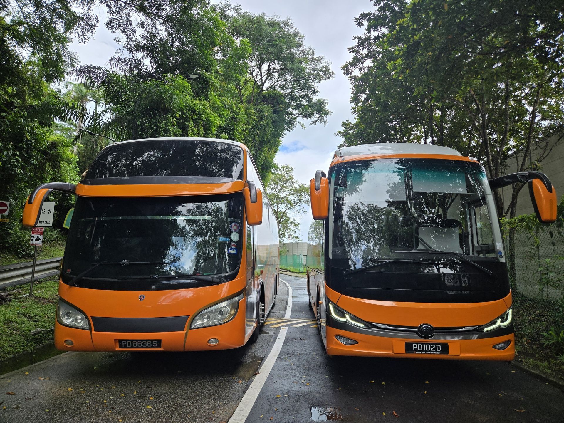Two orange tour buses parked side by side on a wet road under trees