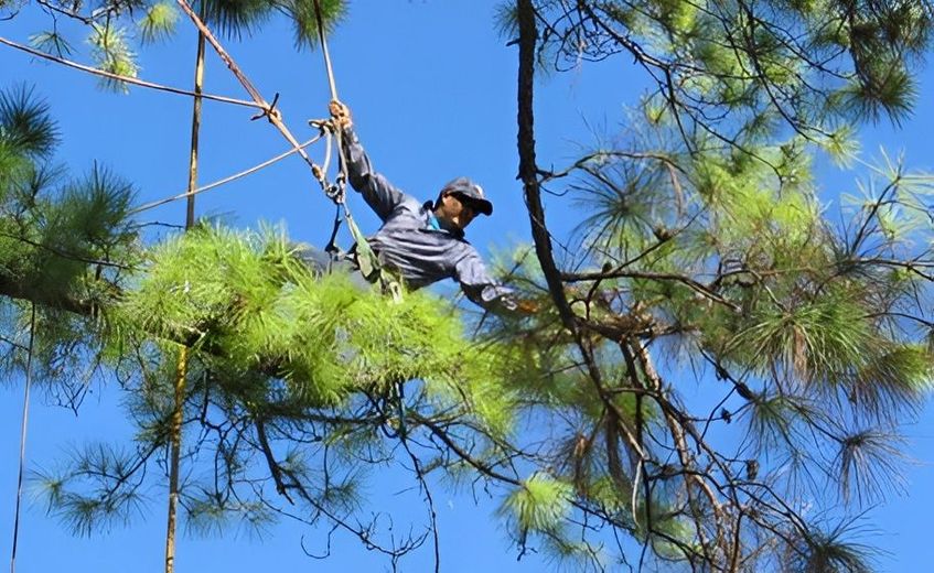 Person trimming tree branches among green pine needles against a blue sky