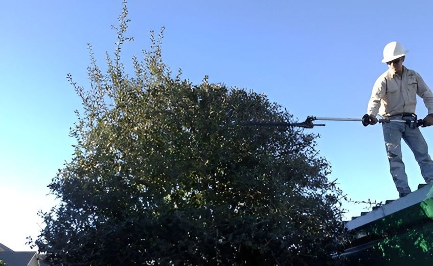 Worker trimming a large tree on a rooftop with a long pole saw under a clear blue sky