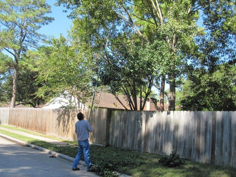 Person walking along a tree-lined residential street beside a wooden fence