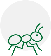 termite-Icon