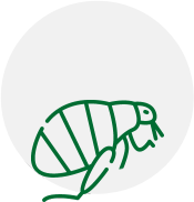 a line drawing of a flea in a circle on a white background .