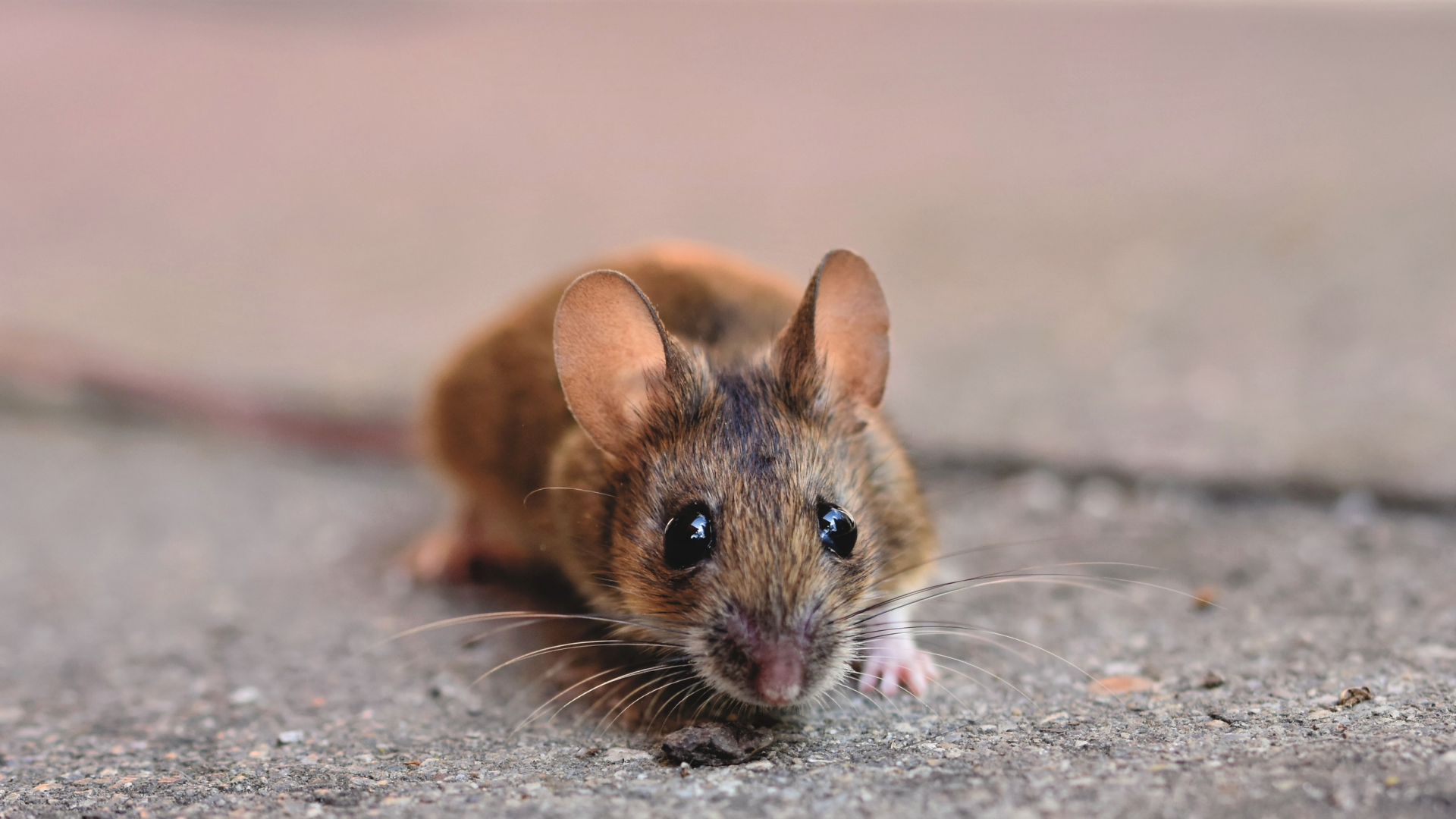 Brown mouse with large eyes and ears on gray concrete.