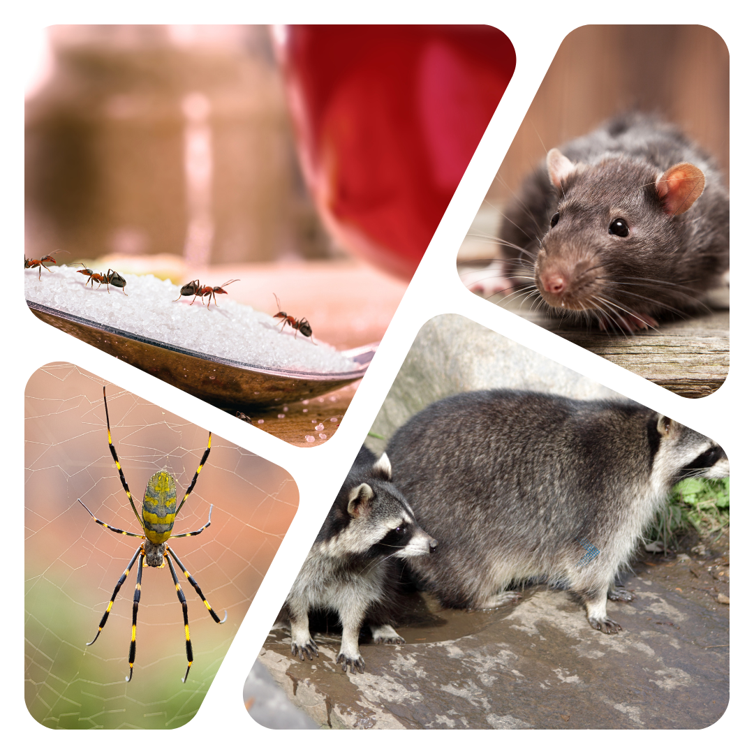 pest-picture-montage