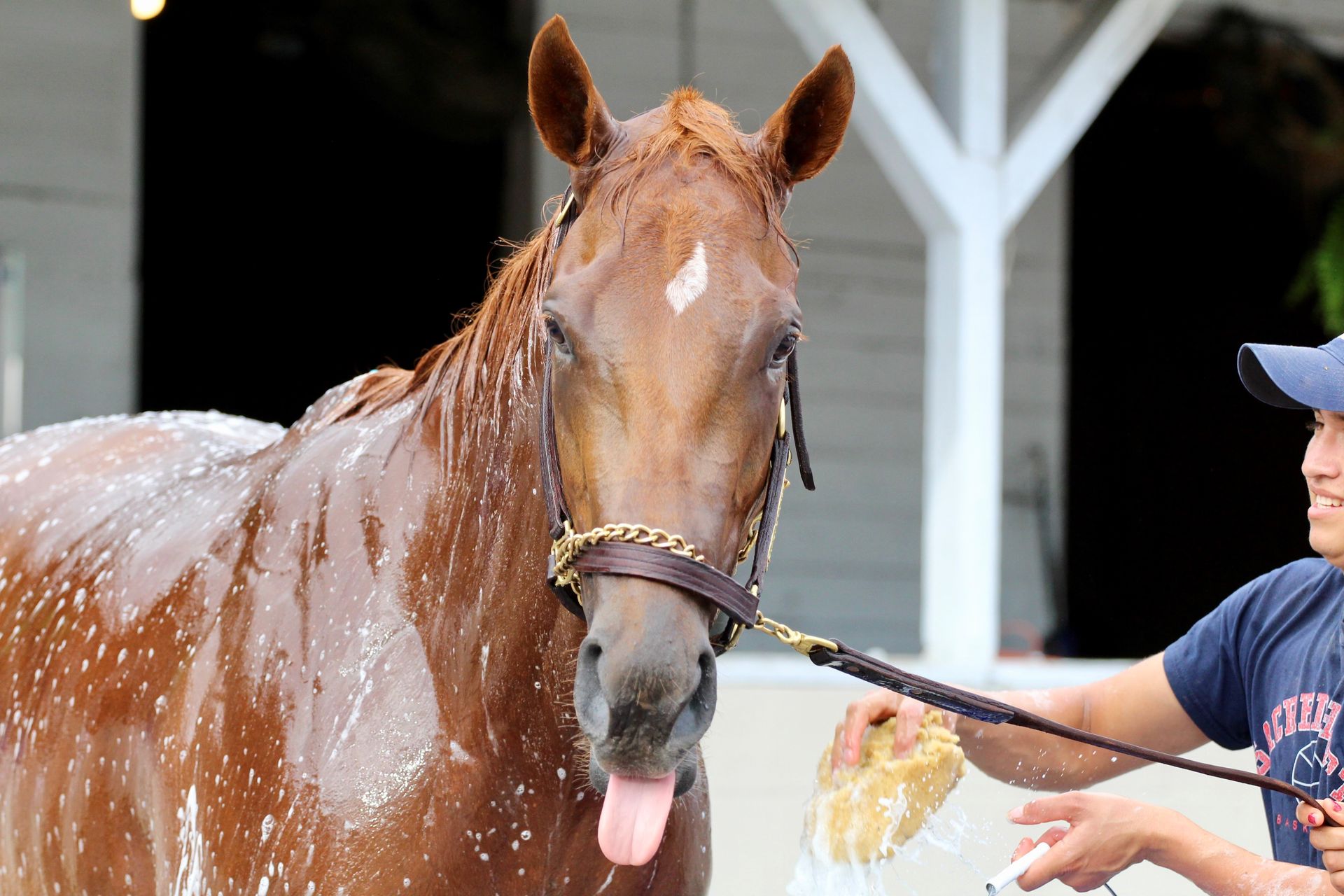 Horse Gallery Louisville, KY Kentucky Equine Medical
