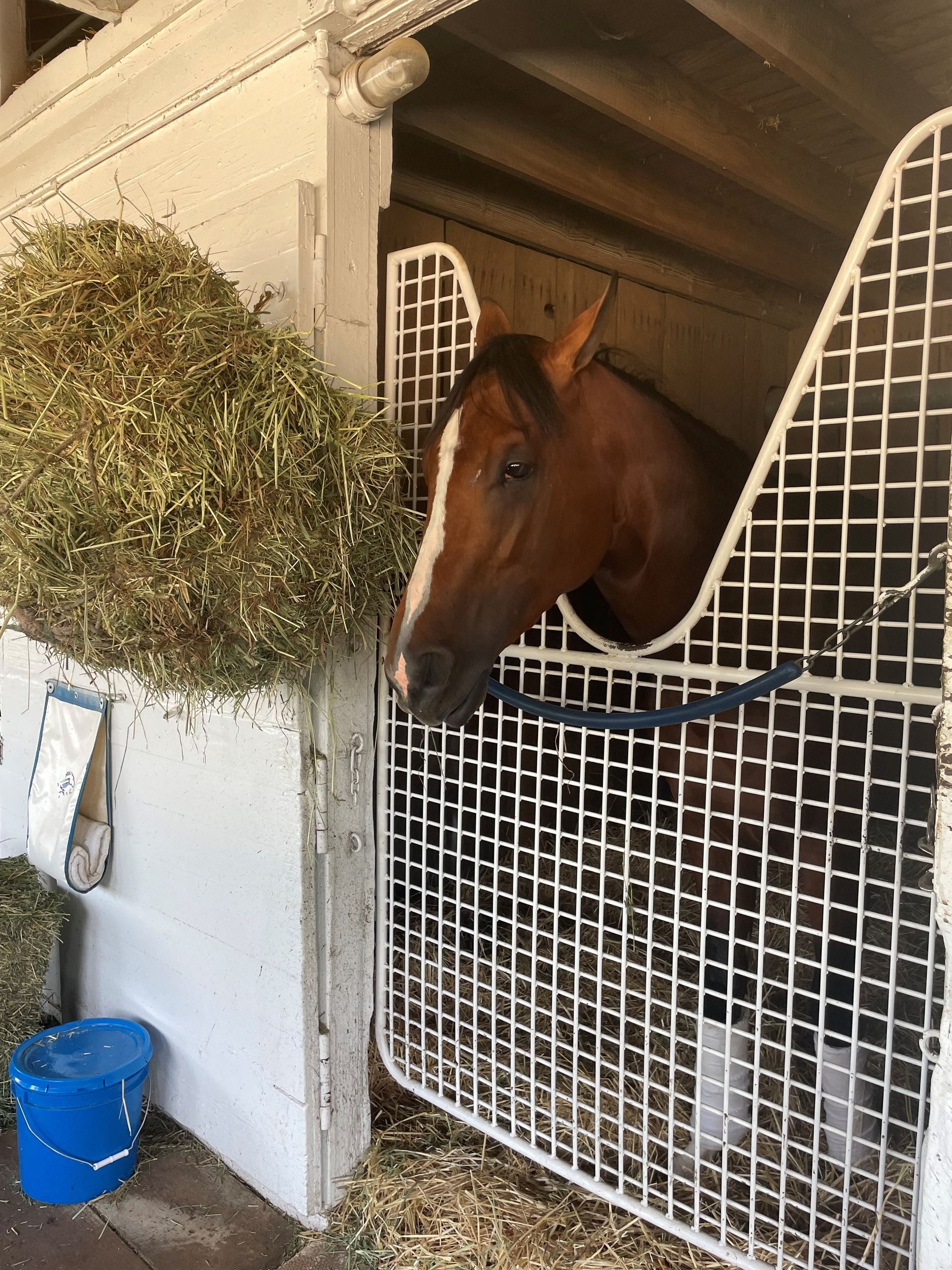 Horse Gallery Louisville, KY Kentucky Equine Medical