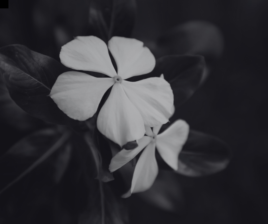 Two white flowers with five petals, surrounded by dark green leaves, in monochrome.