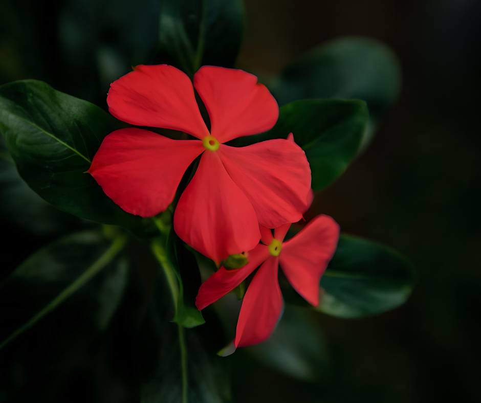 Two bright red flowers with five petals, surrounded by dark green leaves.