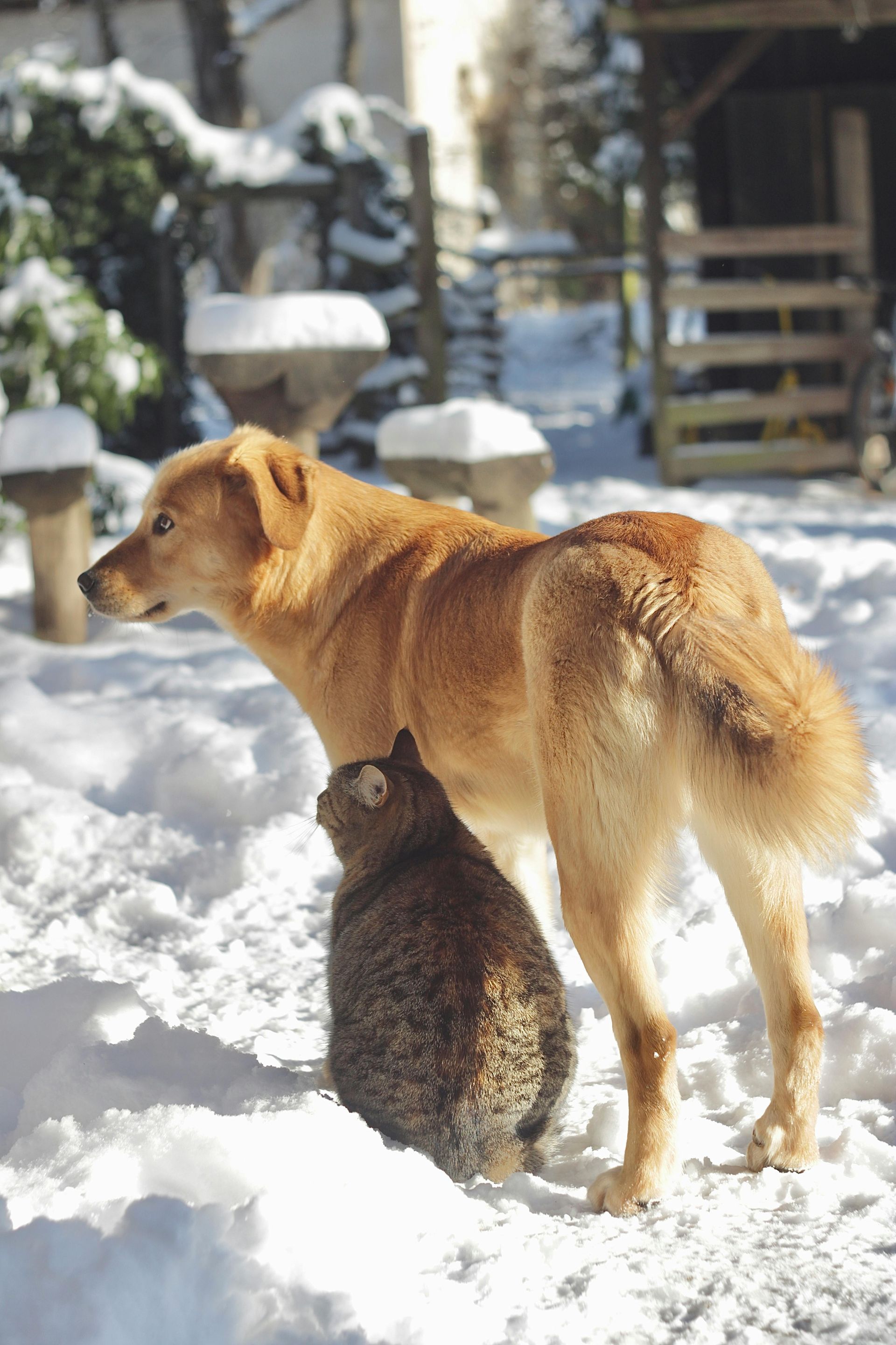 Health Directory - Animal Care -Community Assembly of the British Isles