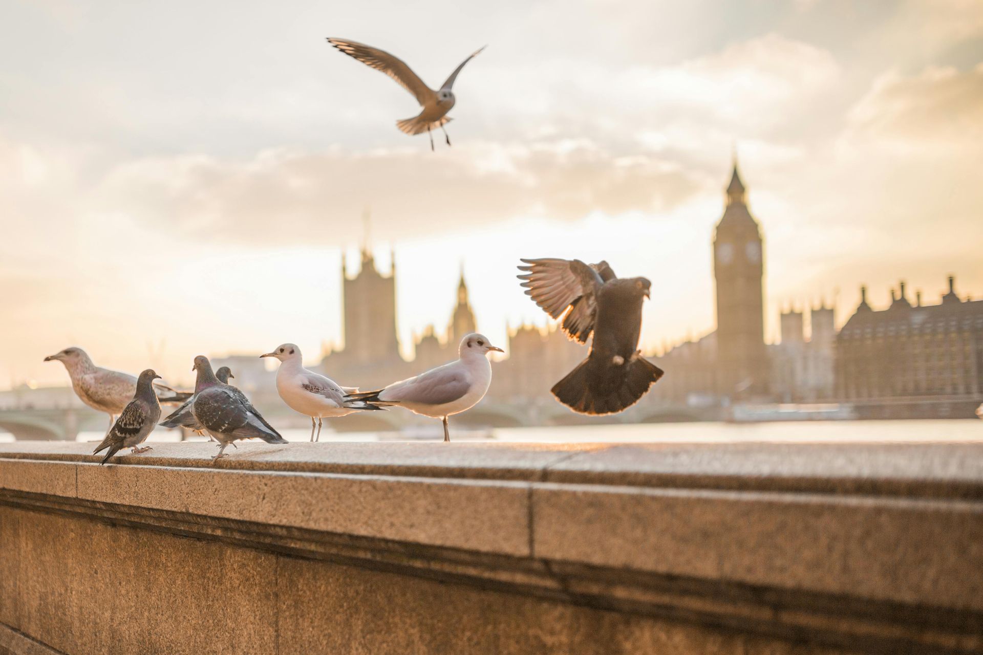 London Assemblies, Community Assembly of the British Isles