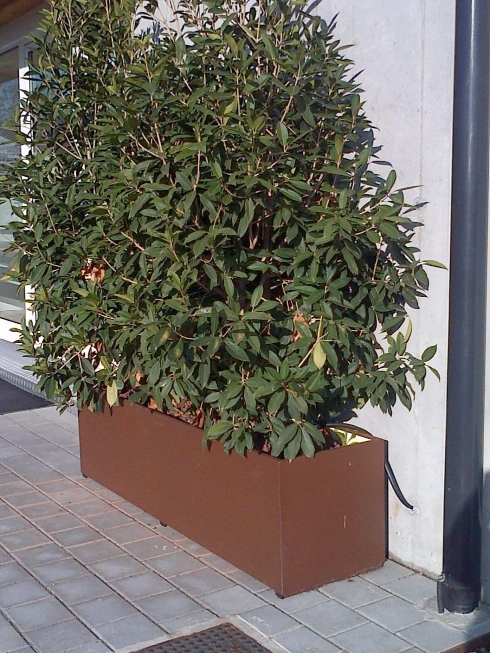 complementi piante