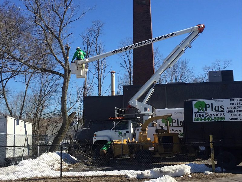 Gallery • APlus Tree Services