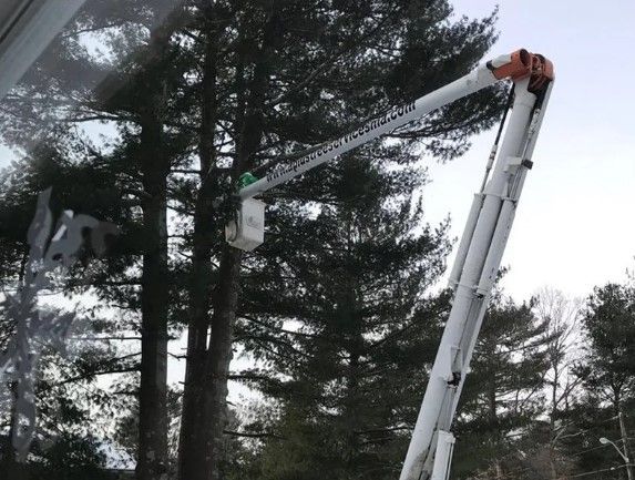 Bridgewater MA Tree Removal Services