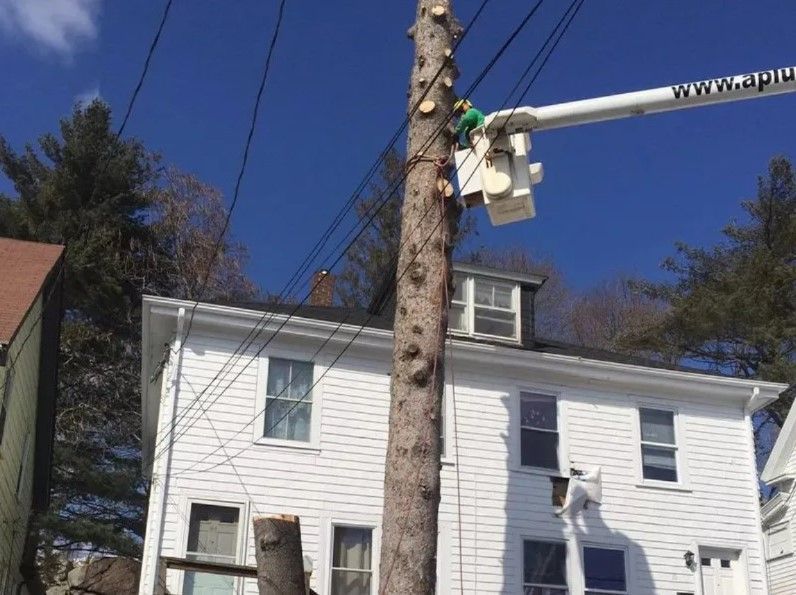 Dedham MA Tree Removal Services