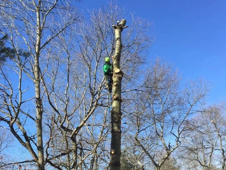 Norwood MA Tree Removal Services