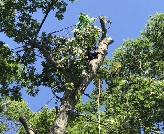 Rockland MA Tree Services