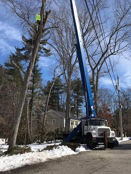 Tree Company Bridgewater MA