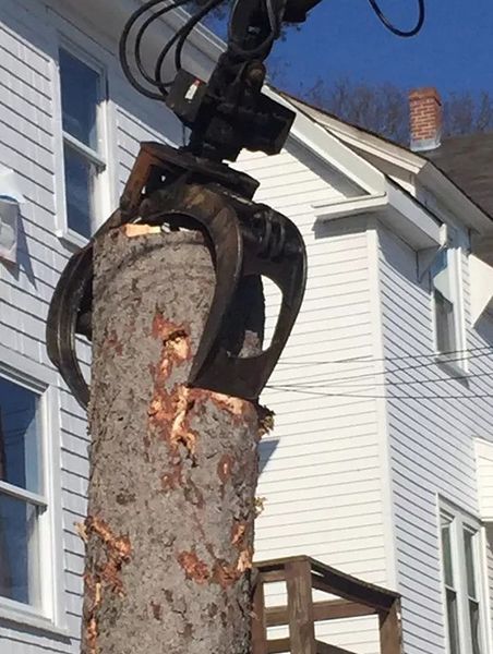 Tree Company Dedham MA