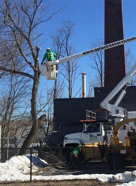 Tree Company Norwood MA