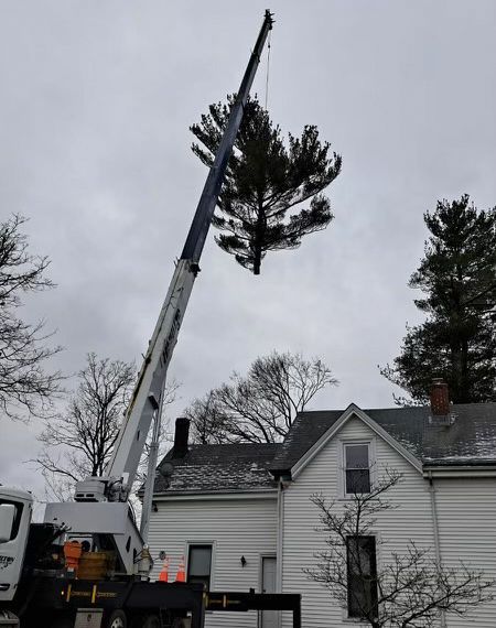 Tree Company Rockland MA