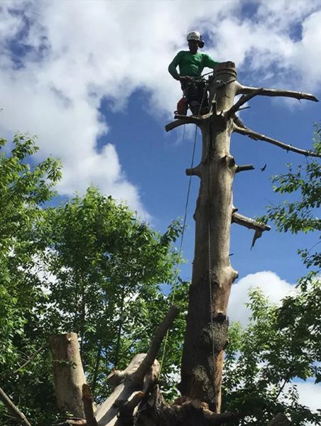 Tree Company West Bridgewater MA