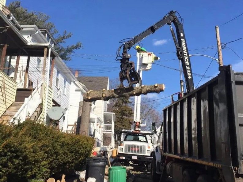 West Bridgewater MA Tree Removal Services