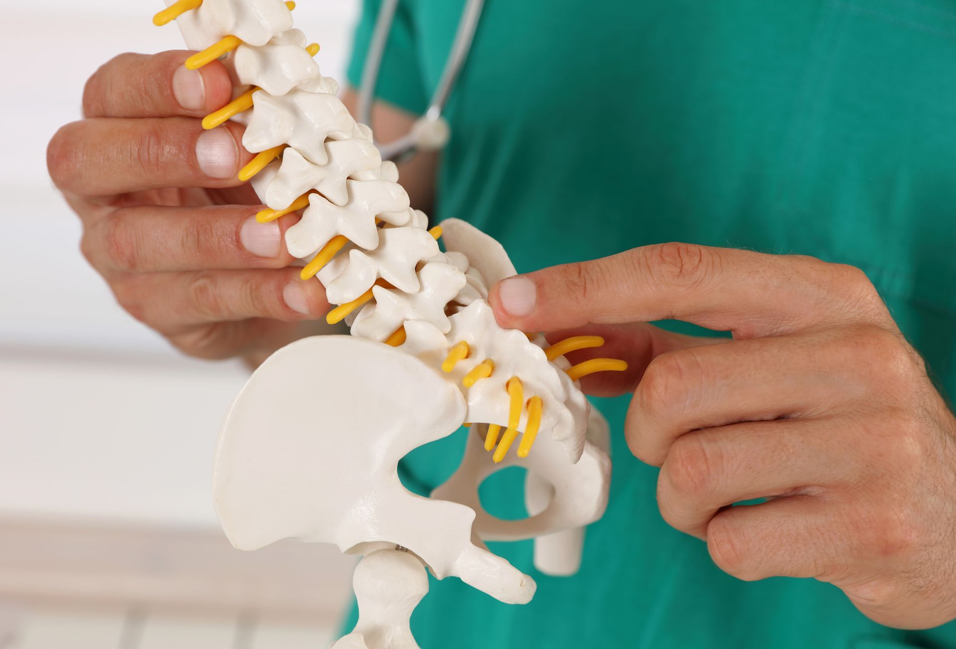 Hands Demonstrating a Spine Model with Pelvis on A Table — My Chiropractor Mackay City in Mackay, QLD