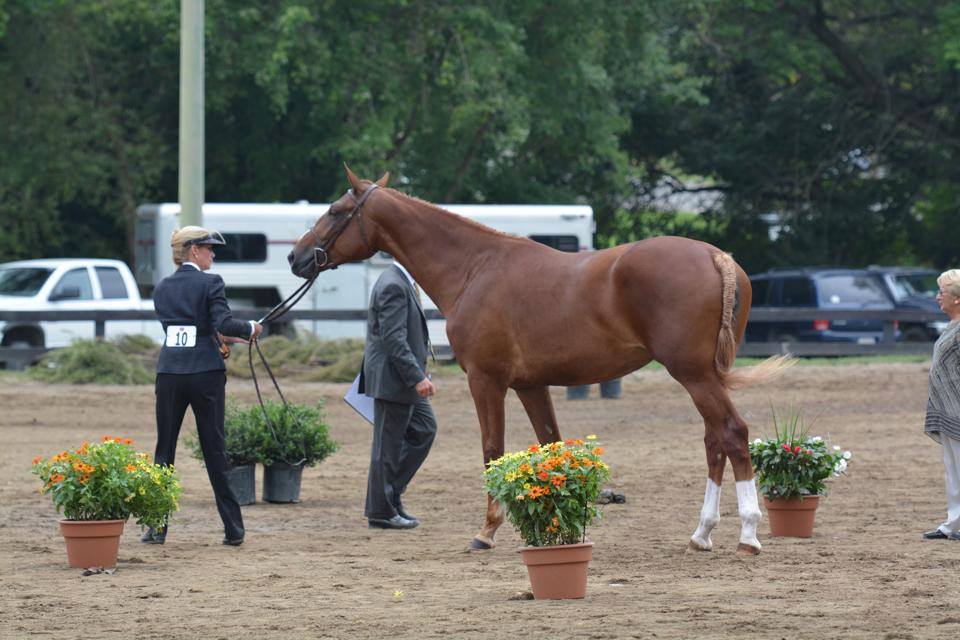 Horse farm Woodstock, IL (815) 3383210