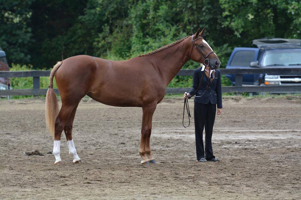 Horse farm Woodstock, IL (815) 3383210