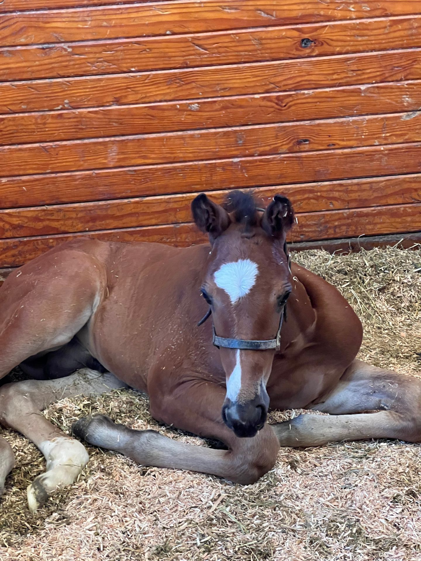 horse stable