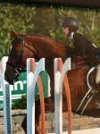 tievoli farm inc morgan and marvin