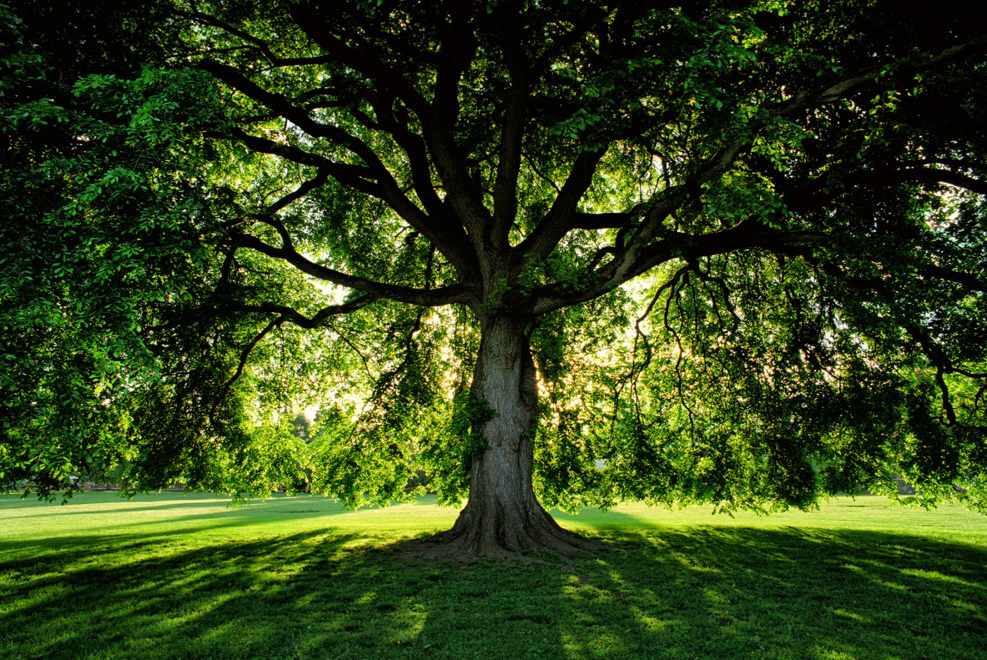 Local Tree Trimming  Vass, NC  Precision Tree Trimming and Removal